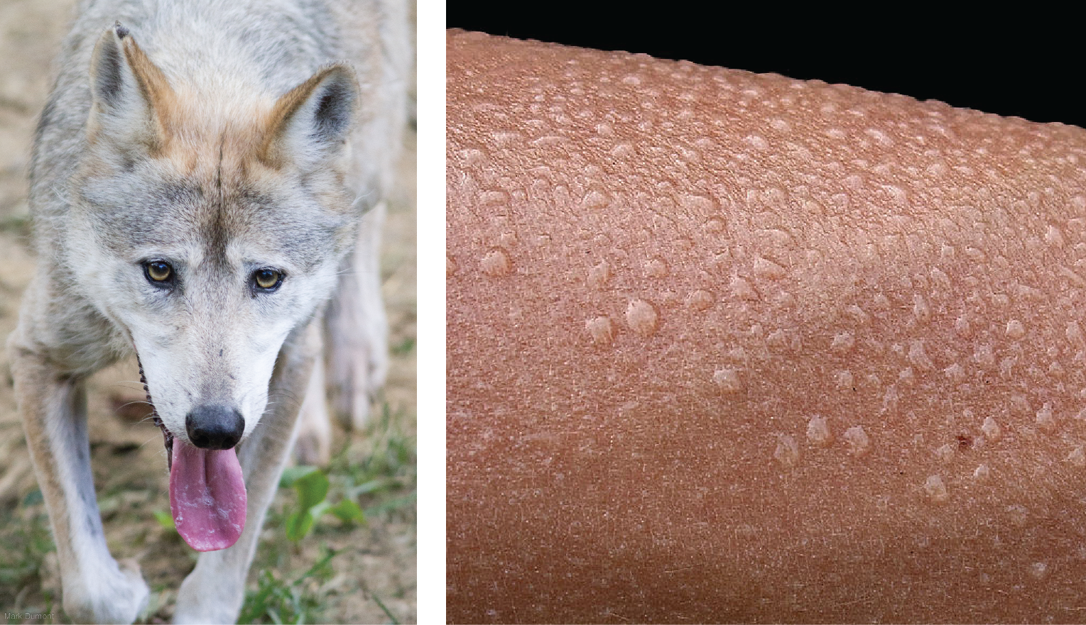 Left, wolf panting to lose heat; right, beads of sweat on a human arm.