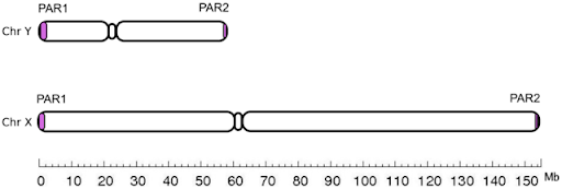 Schematic representation of human sex chromosomes. PAR1 and PAR2 are pseudoautosomal regions at both termini of the sex chromosomes.