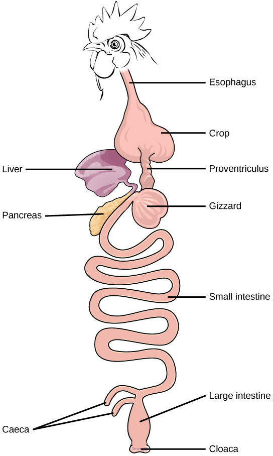 (a) Humans and herbivores, such as the (b) rabbit, have a monogastric digestive system. However, in the rabbit the small intestine and cecum are enlarged to allow more time to digest plant material. The enlarged organ provides more surface area for absorption of nutrients. Rabbits digest their food twice: the first time food passes through the digestive system, it collects in the cecum, and then it passes as soft feces called cecotrophes. The rabbit re-ingests these cecotrophes to further digest them.