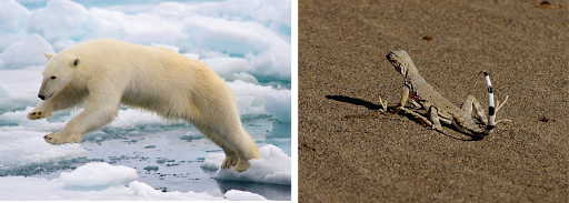 Left, polar bear jumping between ice floes. Right, lizard in Death Valley.