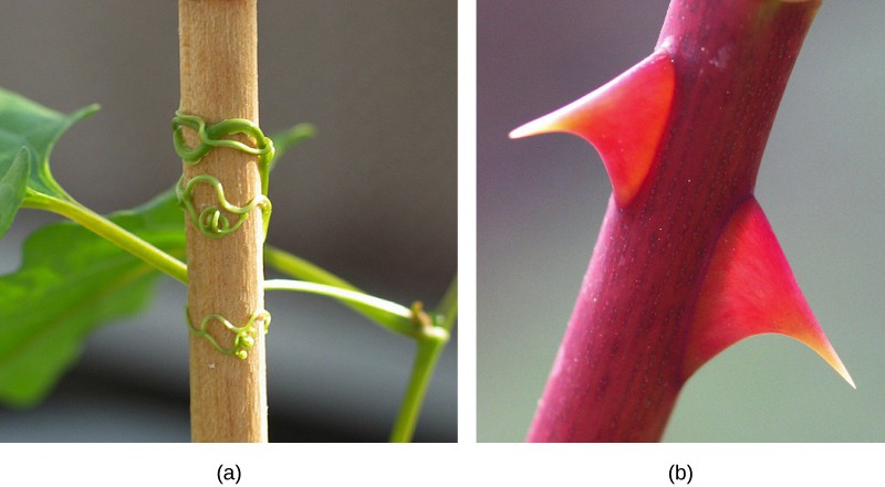 Photo shows (a) a plant clinging to a stick by wormlike tendrils and (b) two large, red thorns on a red stem.