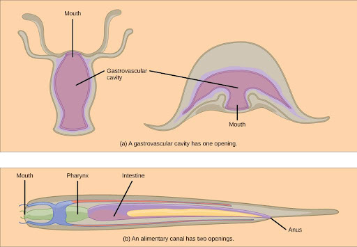 (a) A gastrovascular cavity has a single opening through which food is ingested and waste is excreted, as shown in this hydra and in this jellyfish medusa. (b) An alimentary canal has two openings: a mouth for ingesting food, and an anus for eliminating waste, as shown in this nematode.