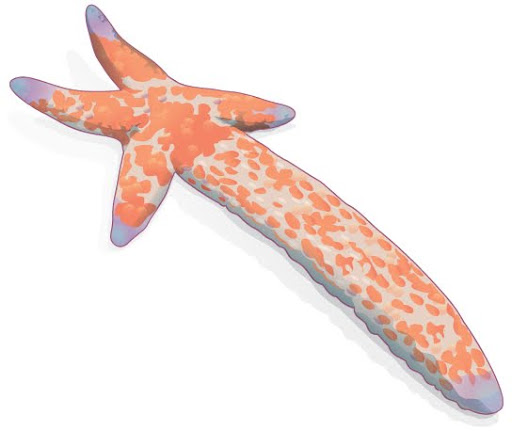 llustration shows a sea star with one long arm and four very short arms.