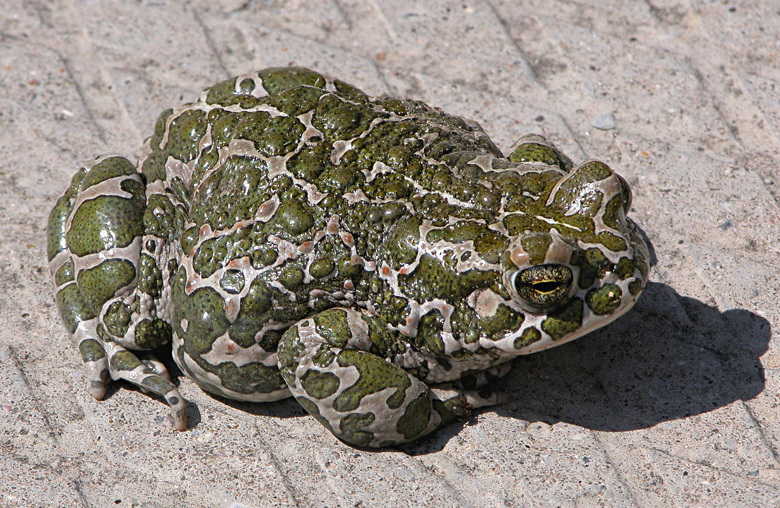 Photo of a toad