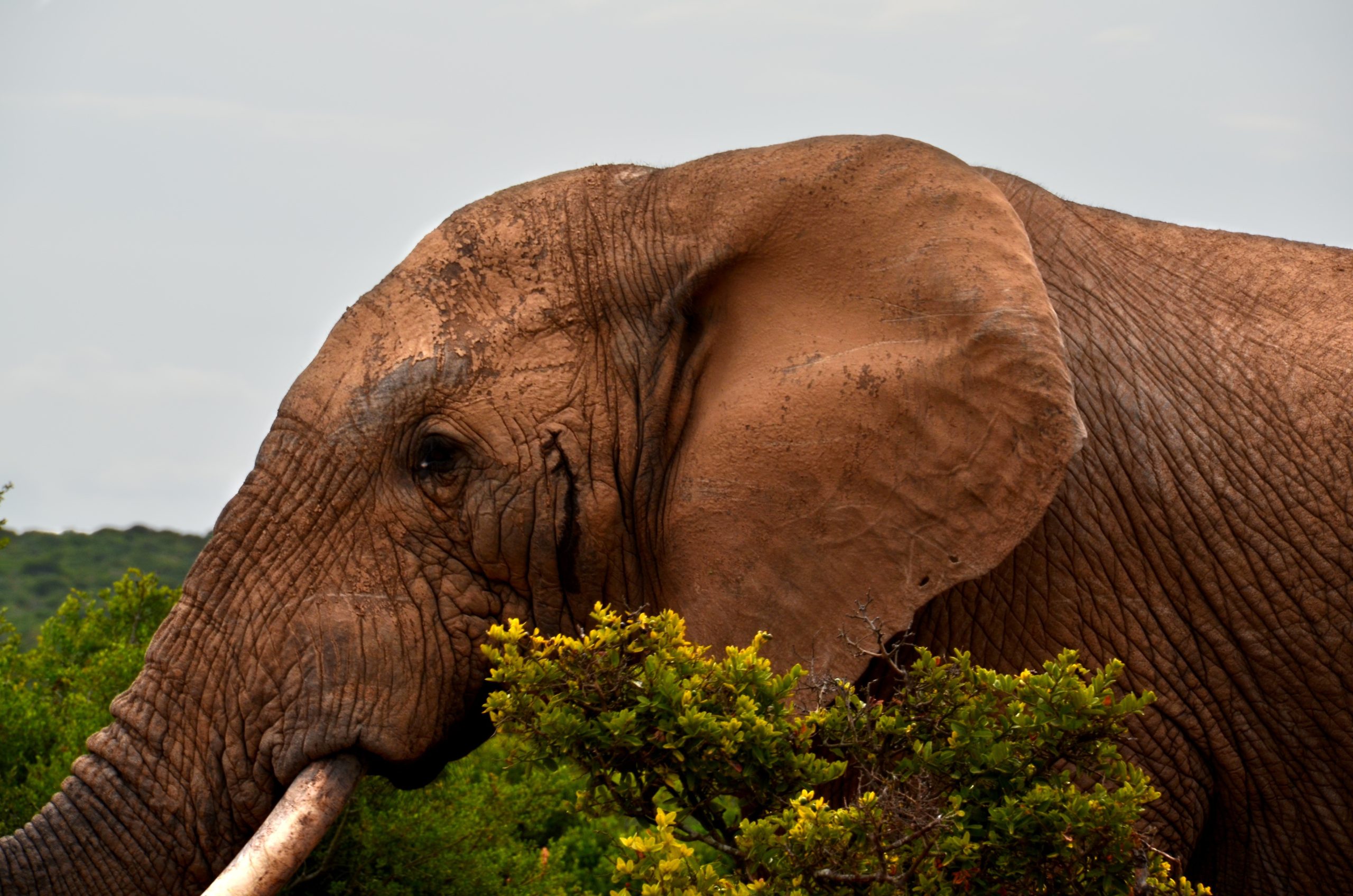 Image of elephant