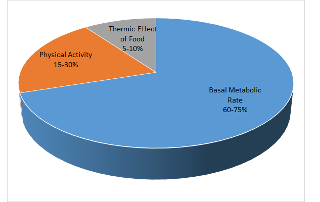 image of pie chart showing different metabolic rates