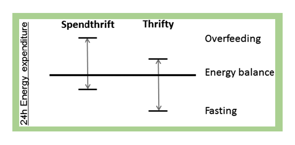 image comparing thrifty versus spendthrift genes