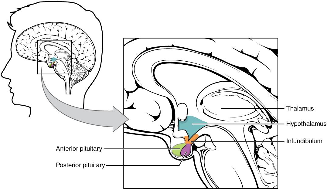 image of brain including sub-parts