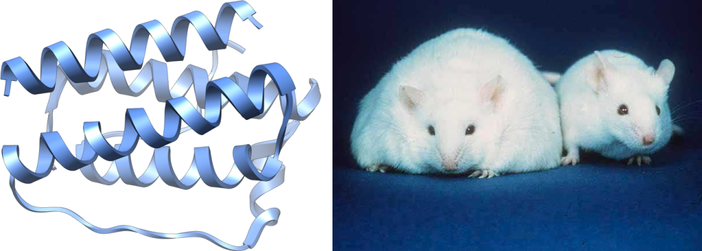 image of hormonal cell structure and two mice