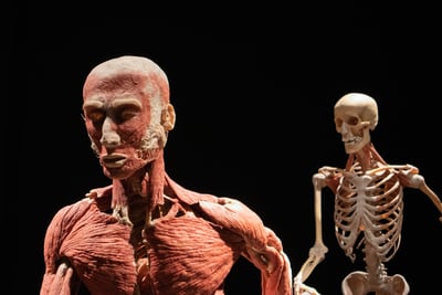 Anatomical image of human anatomy (bones and muscles). Bones and muscles are two components of body composition.